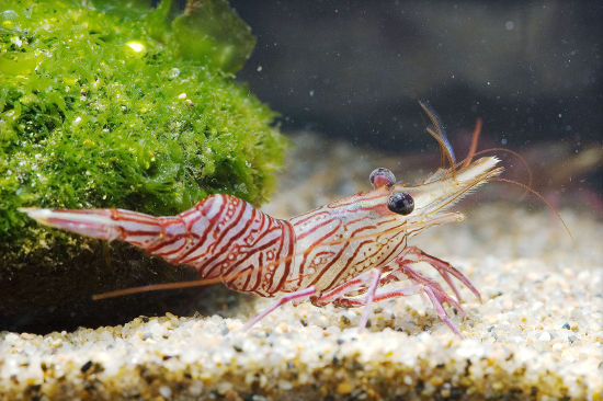  Rhynchocinetes uritai (Camel Shrimp, Dancing Shrimp)